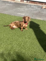 Miniature Dachshund dogs miniature Dachshund puppies KC - Advert 3