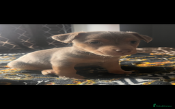 Jack Russell dogs for sale: Wenlock Jack Russell puppies  - Image 6