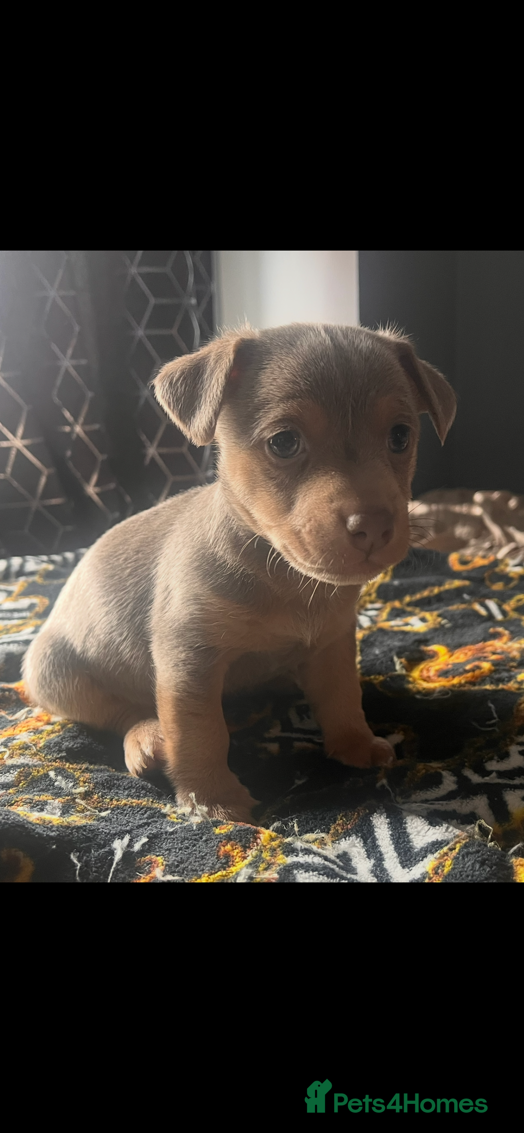 Jack Russell dogs for sale: Wenlock Jack Russell puppies  - Image 6