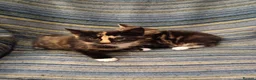 Mixed Breed cats for sale: 4 adorable friendly kittens 2 female, 2 male.  - Advert 7