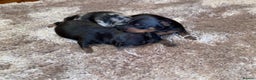 Miniature Pinscher dogs for sale: Gorgeous female miniature pinscher puppie for sale - Advert 8