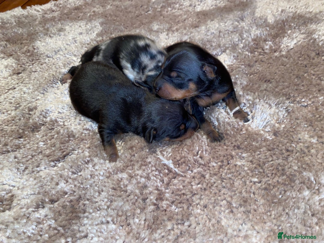 Miniature Pinscher dogs for sale: Gorgeous Rare miniature pinscher puppies for sale - Advert 3