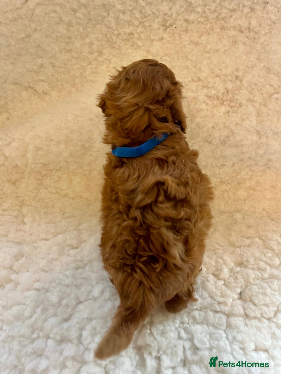 Cavapoo dogs for sale: Top quality F1b red toy Cavapoo  - Advert 6