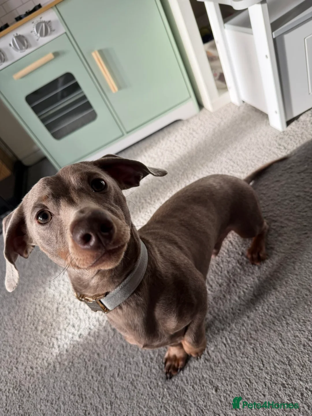 Miniature Dachshund dogs for sale: Silver miniature dachshund  in Burntwood - Advert 1
