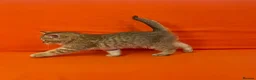 British Shorthair cats for sale: 🐾Purebred BSH Kittens🐾  - Advert 24