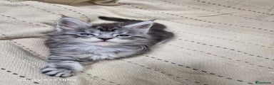 Maine Coon Kitten 4