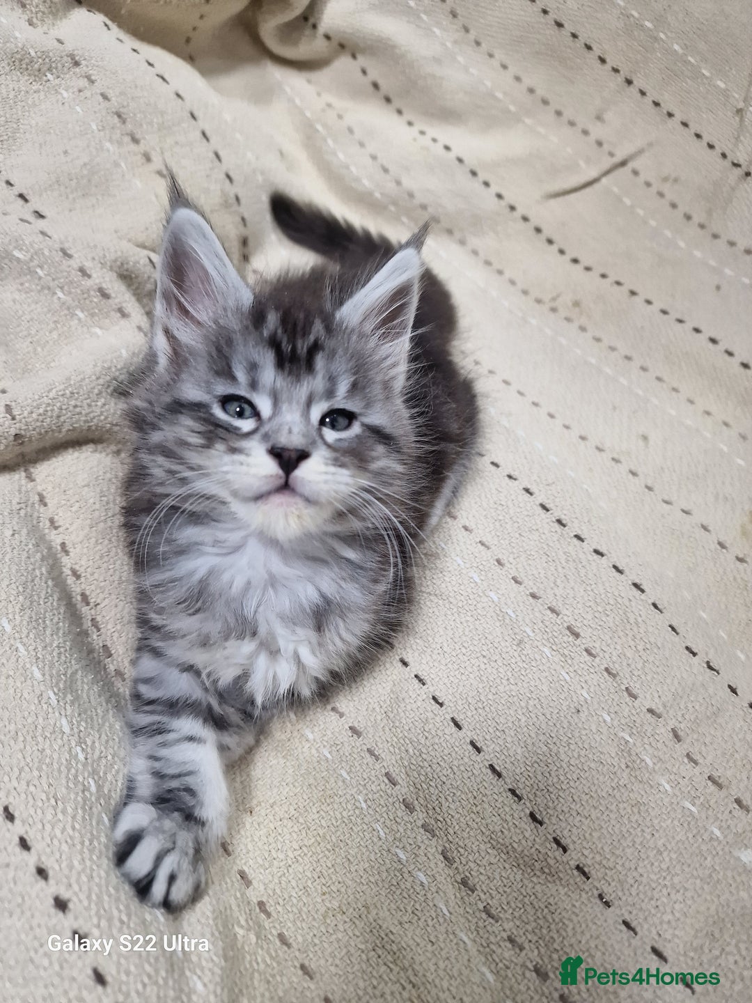 Maine Coon cats for sale: Pure Makne coon - Advert 25