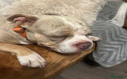 American Bully dogs for sale: Male pocket bully  - Image 7