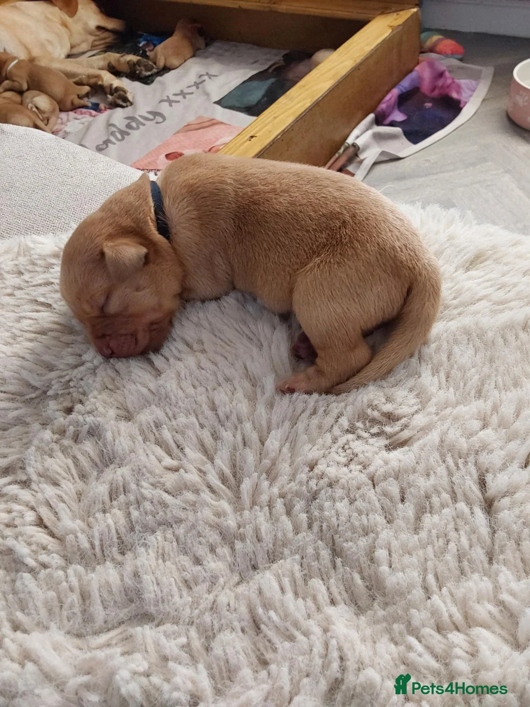 Labrador Retriever dogs for sale: 9 beautiful new born Labradors  in Blackwood - Advert 18
