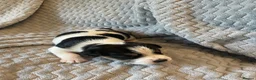 Parson Russell dogs for sale: Parsons Russell Puppies - Advert 6