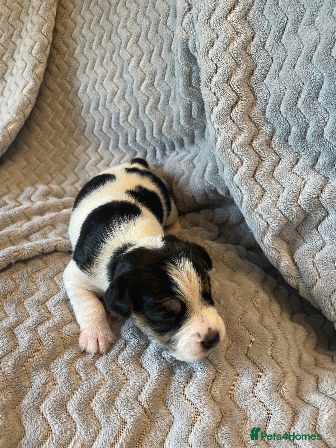 Parson Russell dogs for sale: Parsons Russell Puppies - Advert 6