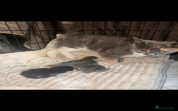 British Shorthair cats for sale: Stunning kittens  - Image 7
