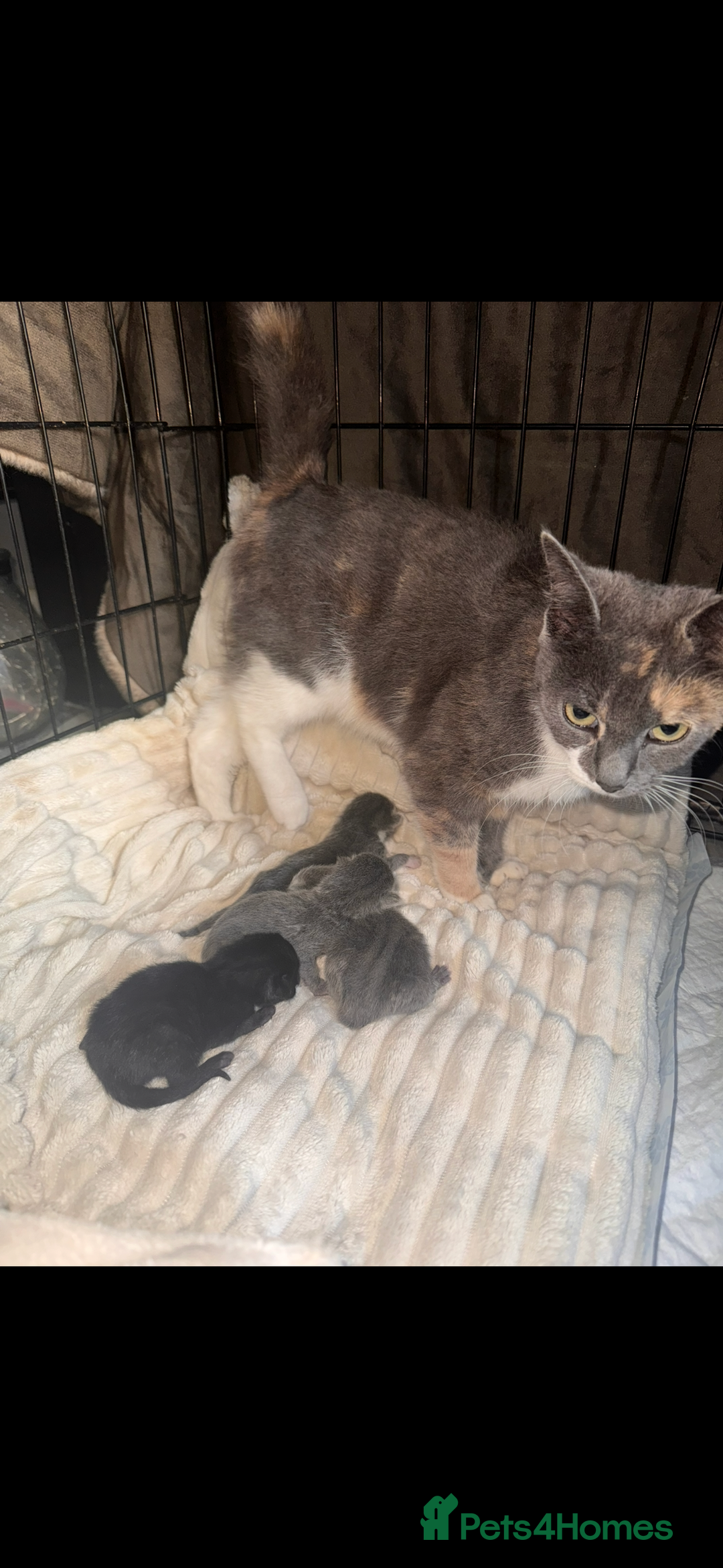 British Shorthair cats for sale: Stunning kittens  - Image 7