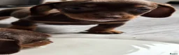 Miniature Dachshund dogs for sale: 🌟🌟Beautiful tan/fawn miniature dachshund🌟 🌟 - Advert 8