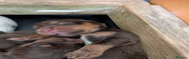Cocker Spaniel 7