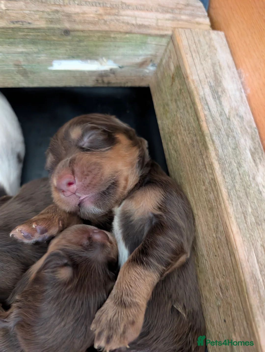 Cocker Spaniel dogs for sale: Stunning litter working cocker spaniels lemon   - Advert 1