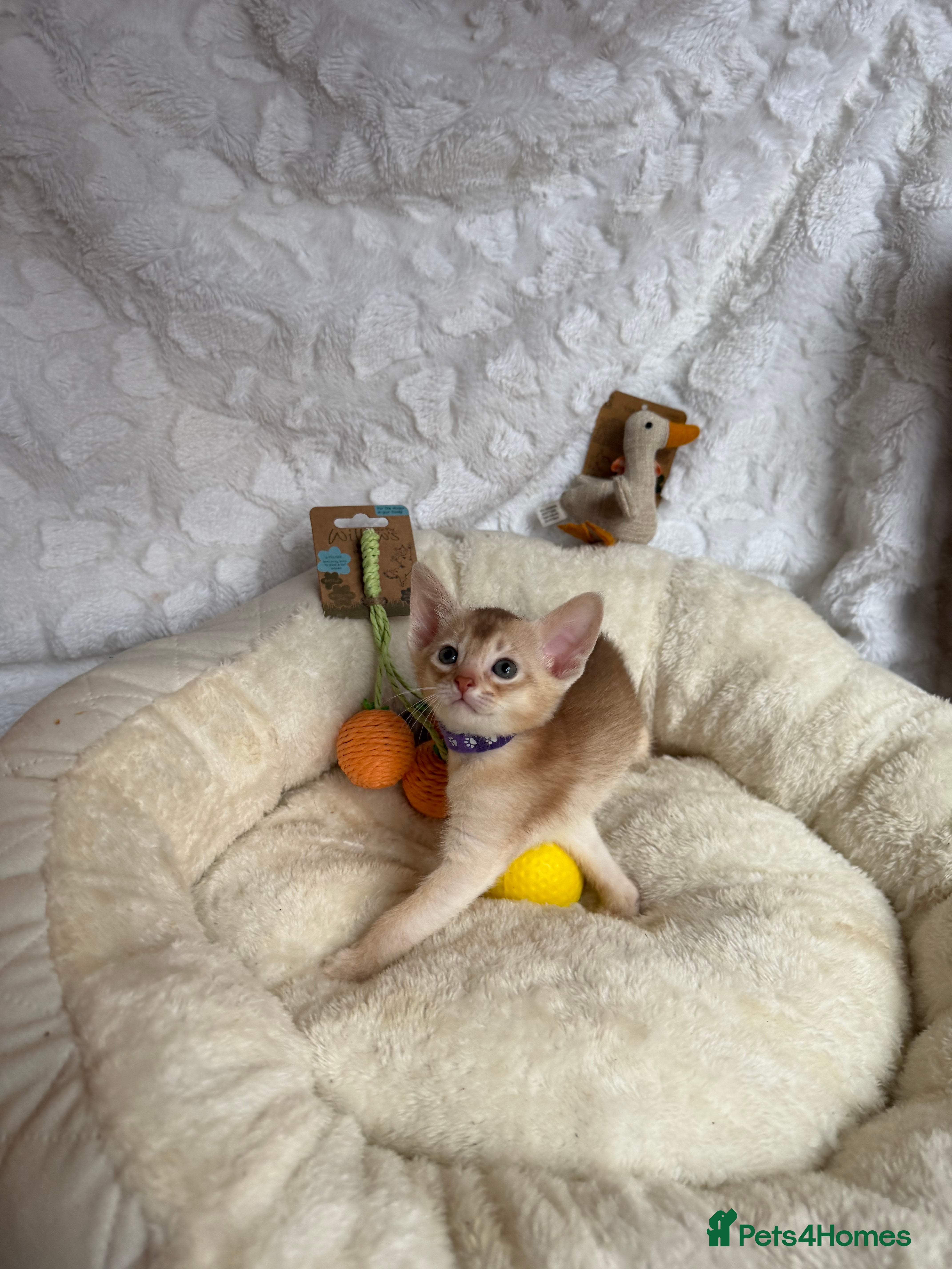 Abyssinian cats for sale: 🏆✨ CHAMPION Silver Cinnamon  Abyssinian  ✨🏆❤️ - Advert 30