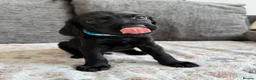 Mixed Breed dogs for sale: READY TO LEAVE NOW!  - Advert 23