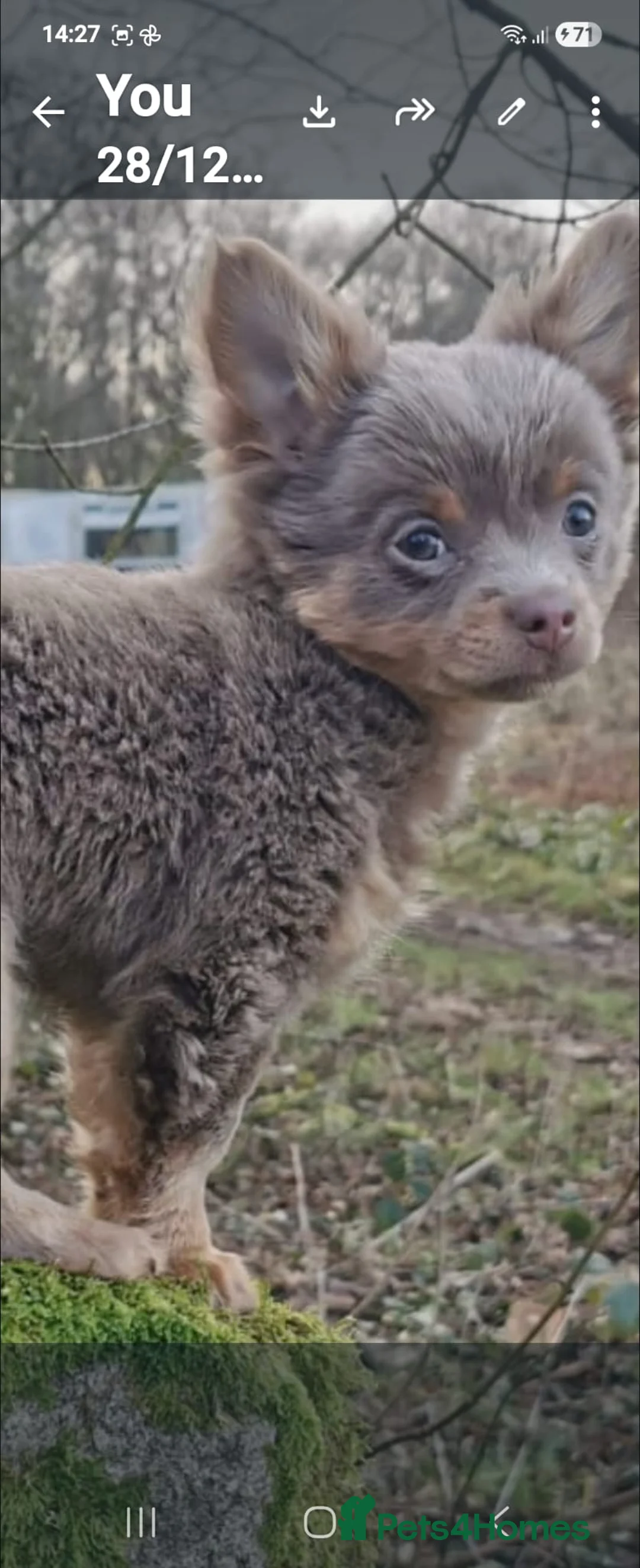 Chihuahua dogs for stud: Hugo the chihuahua proven stud - Advert 2