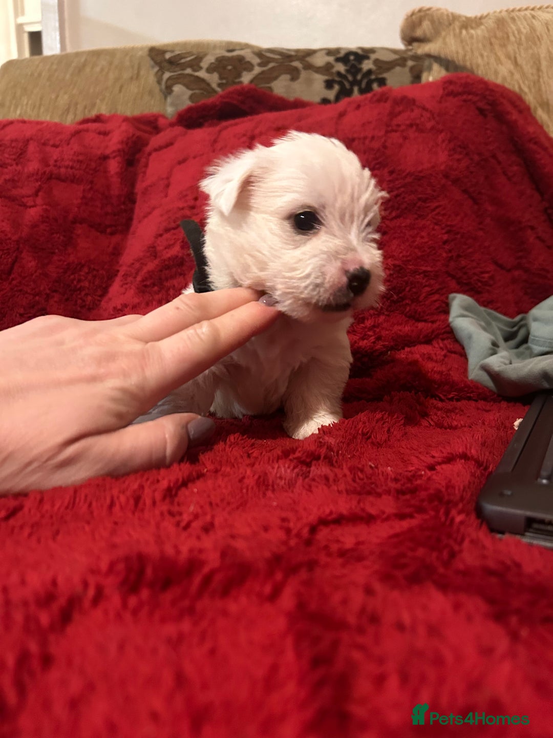 West Highland Terrier dogs for sale: West highland puppies - Advert 24