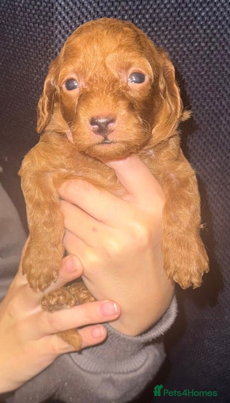 Cockapoo dogs Neddy x Cali beautiful litter of F1B Cockapoo’s - Advert 2