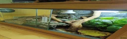 Leopard Gecko reptiles for sale: Rescue Leopard Gecko with full enclosure - Advert 5