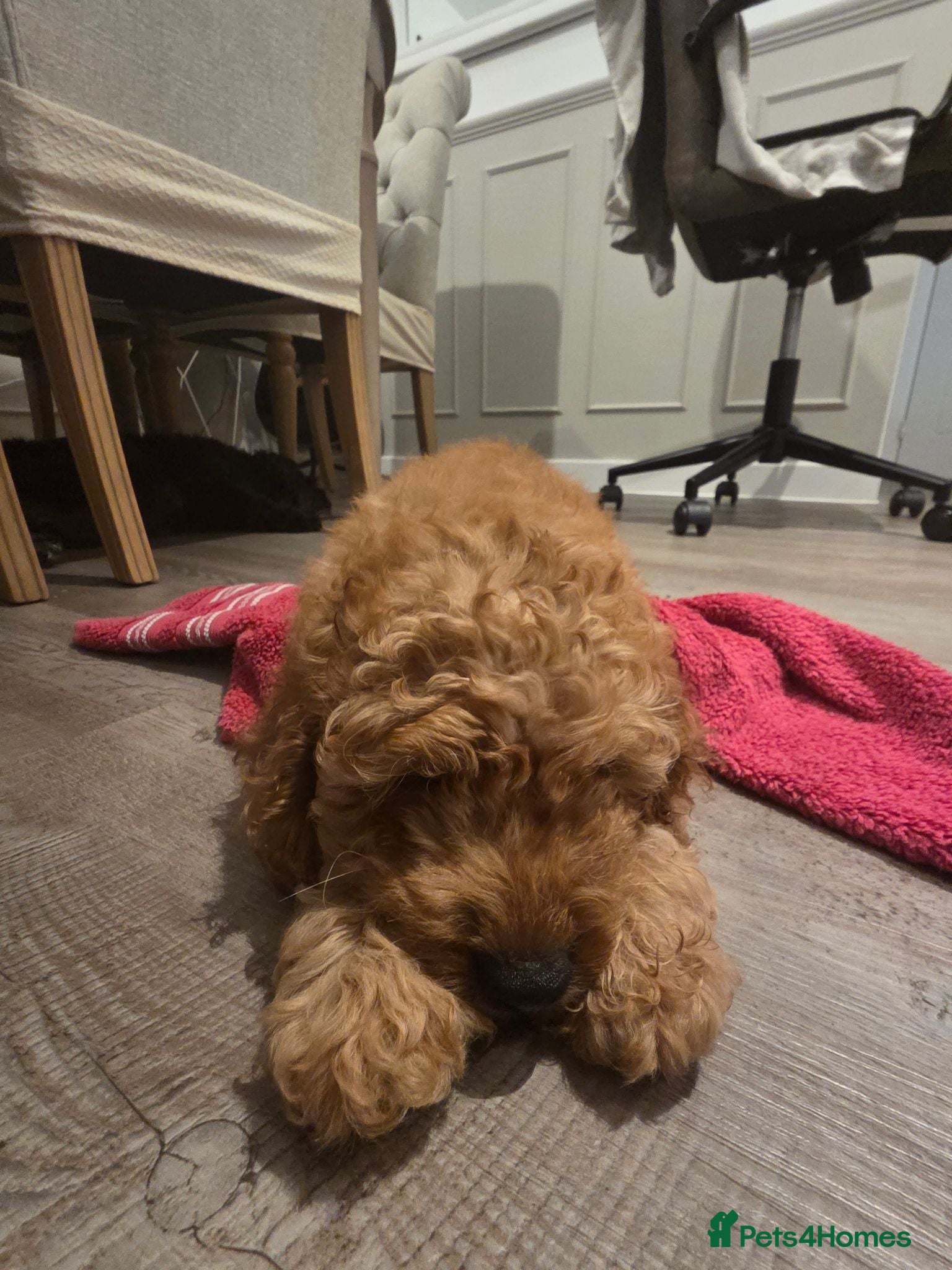 Cockapoo dogs 1 ADORABLE male Cockapoo puppy available!  - Advert 2