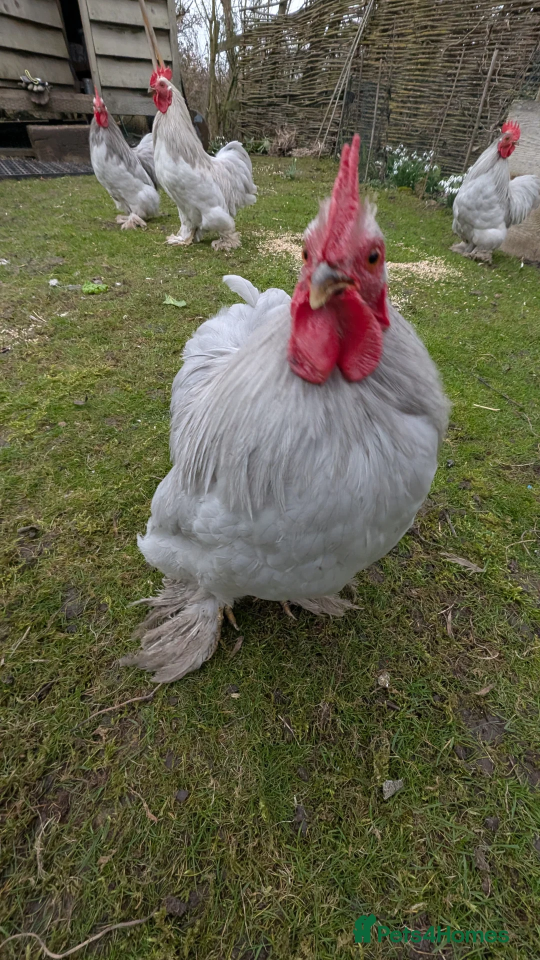 Chickens poultry for sale: Silkie Bantam Cockerels  - Advert 4