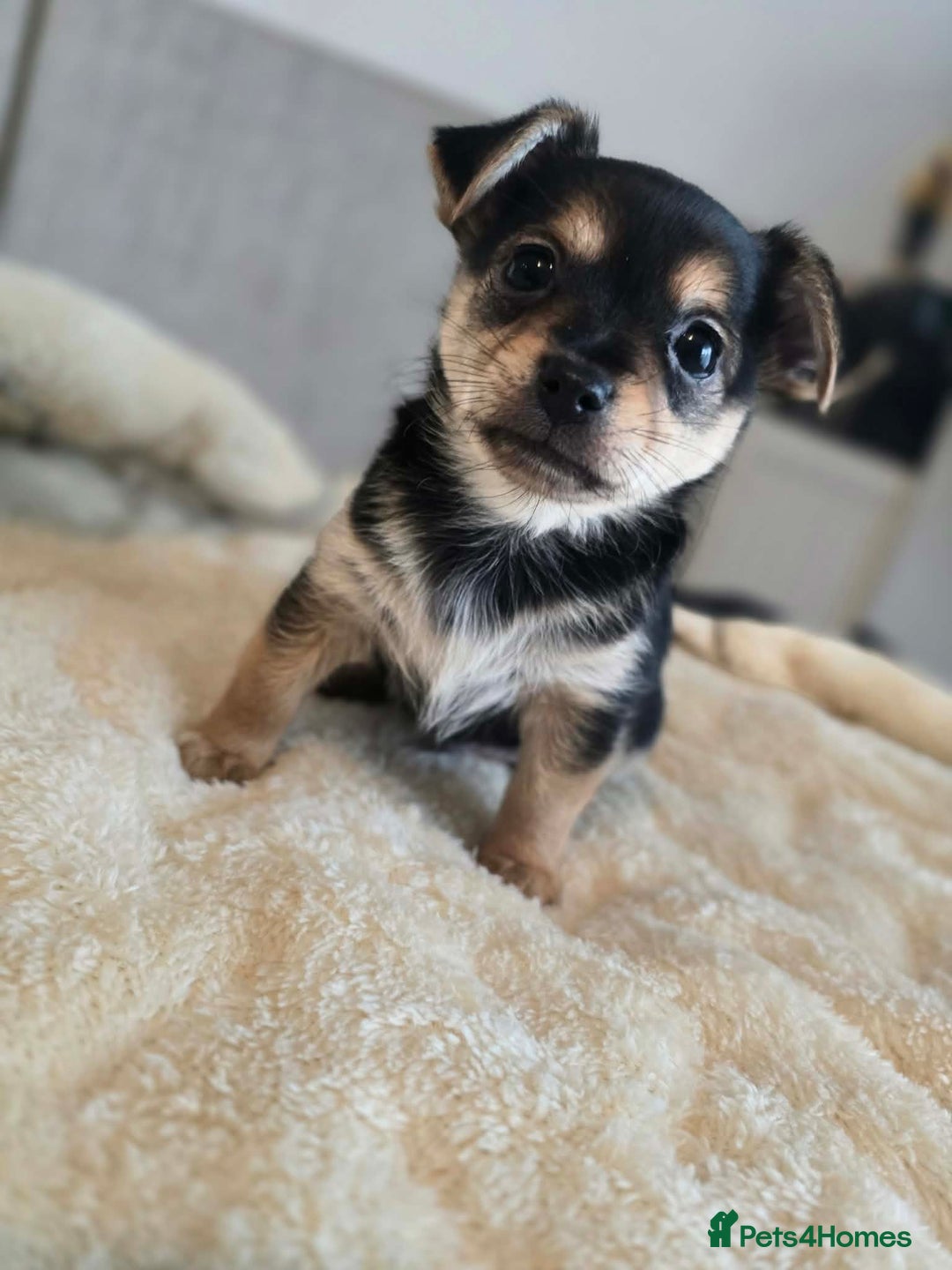 Mixed Breed dogs for sale: Adorable Chihuahua x Prague Ratter Puppies - Advert 3