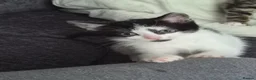 Mixed Breed cats for sale: Kittens for sale  in Newton Aycliffe - Advert 5