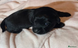 Labrador Retriever dogs for sale: black labradors - Image 2