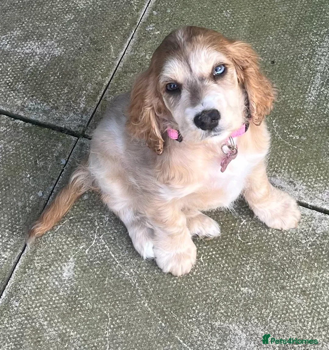 Cockapoo dogs for sale: Gorgeous girl  - Advert 2