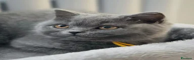 British Shorthair Blue Female ( yellow collar)