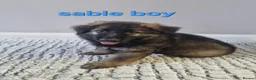 German Shepherd dogs for sale: READY TO GO!! 2 male german shepherds - Advert 6