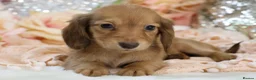 Miniature Dachshund dogs for sale: KC Longhair Miniature Dachshund Puppies - Advert 24