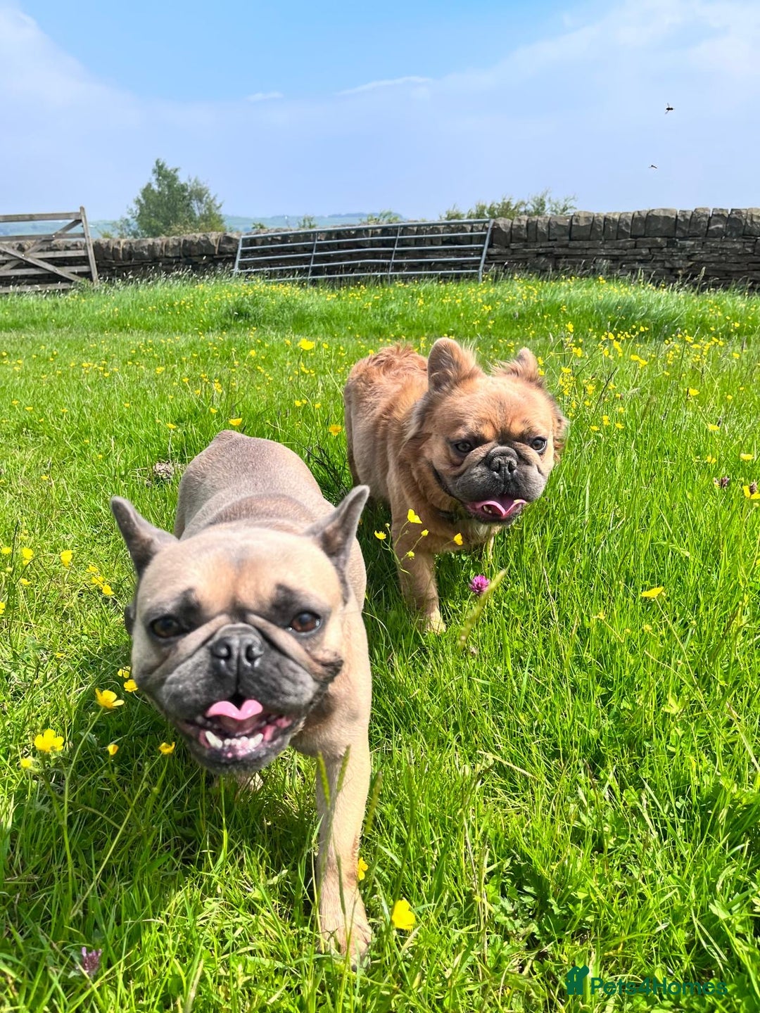 French Bulldog dogs for stud: Beautiful boy “blue” for stud  - Advert 6