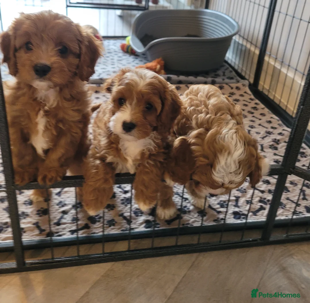 Cavapoo dogs for sale: Cavapoo puppys  - Advert 1