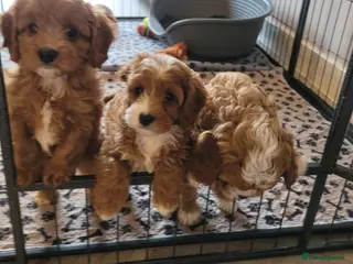 Cavapoo dogs Cavapoo puppys - Advert 8