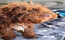 Lagotto Romagnolo dogs for sale: Lagotto Romagnolo - The Best breed ever  - Image 12