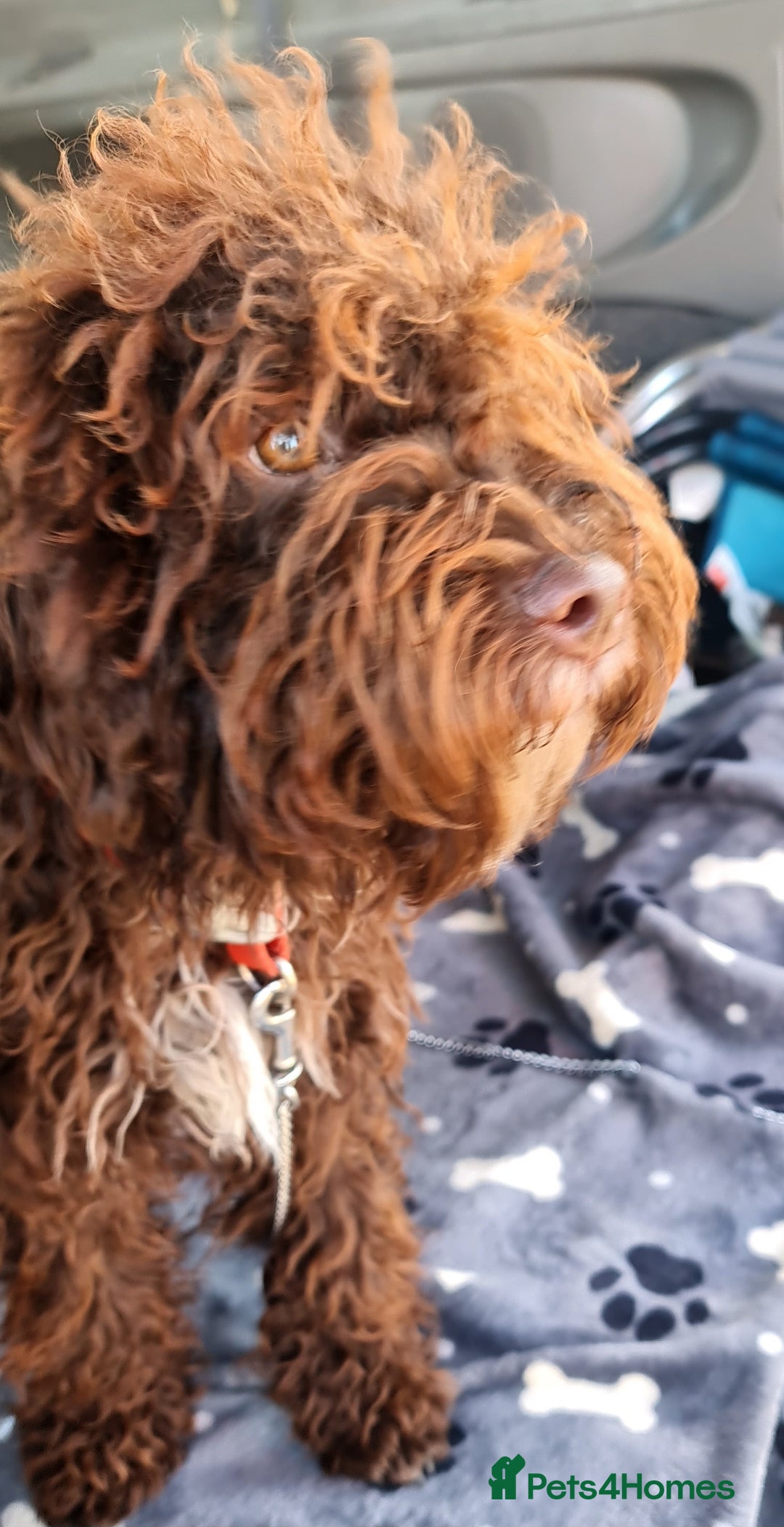 Lagotto Romagnolo dogs for sale: Lagotto Romagnolo - The Best breed ever  - Image 12