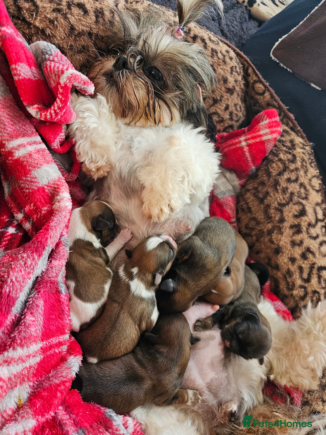 Shih Tzu dogs for sale: 🐶 Shih Tzu Puppies READY NOW– Licensed Breeder  - Image 15