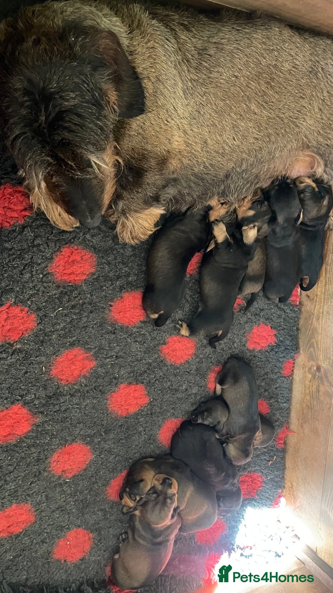 Dachshund dogs for sale: Standard Wirehair Dachshund  - Image 8