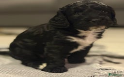 Cockapoo dogs for sale:  Cockapoo Puppies Ready for Their Forever Homes! - Advert 8