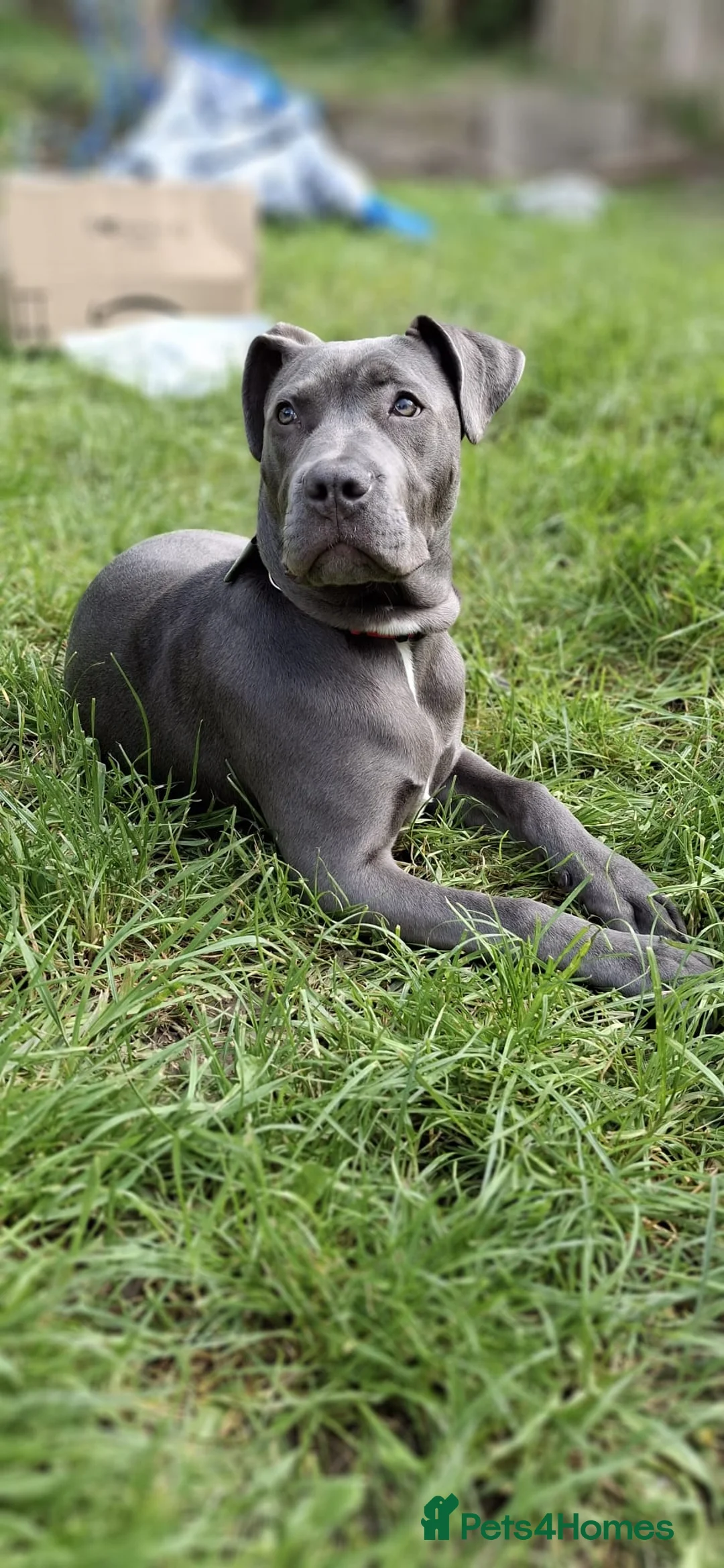 Cane Corso dogs for sale: Cane corso 6 months old in Rotherham - Advert 1