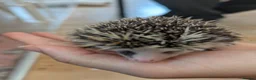Pygmy Hedgehog rodents for sale: Baby African Pygmy Hedgehogs. Very friendly! - Advert 4