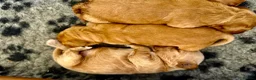 Cockapoo dogs for sale: Exceptional family pets top quality cockapoo’s - Advert 5