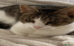 Mixed Breed cats for adoption: Rescue cat pixie, 10 yrs needs a new home asap - Image 1