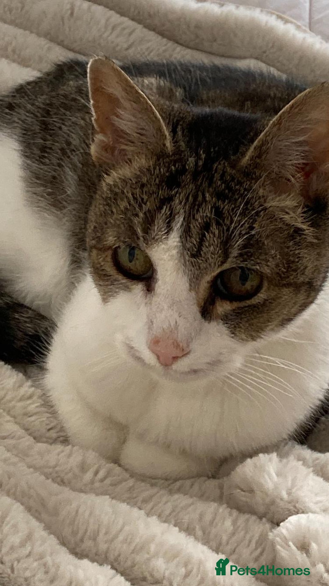 Mixed Breed cats for adoption: Rescue cat pixie, 10 yrs needs a new home asap - Image 1