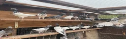 Pigeons birds for sale: Pakistani high flyers for sale  - Advert 5