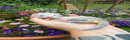 Ferret rodents for sale: Micro/whippet ferret kits  in Leicester - Advert 1